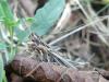 Chorthippus sp.